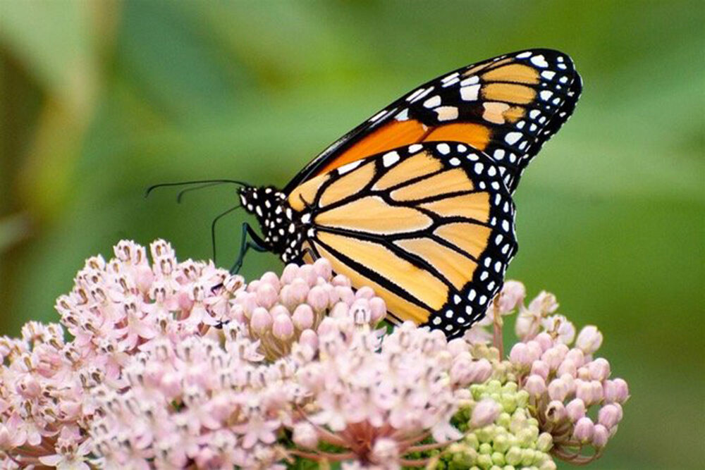 Monarch butterfly.jpeg